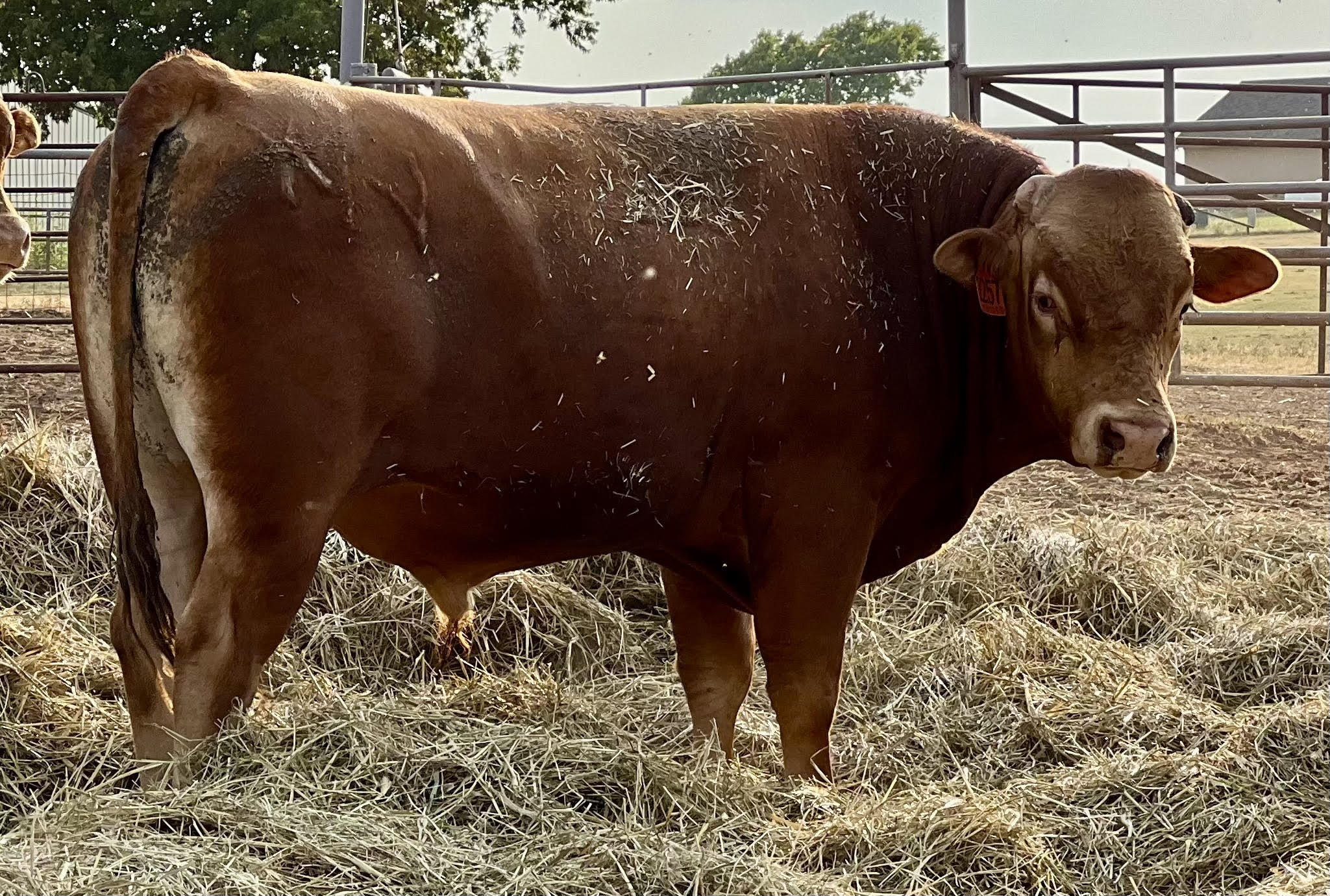 2 Head Full blood Akaushi Bulls